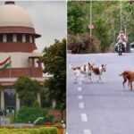 Stray Dogs: 90 हजार आवारा कुत्ते और शेल्टर होम सिर्फ आठ… सुप्रीम कोर्ट के निर्देश से बढ़ी BMC की मुश्किलें